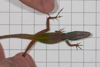 Media type: image;   Herpetology R-189493